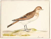 A song lark (alauda arvensis) by Pieter Holsteijn