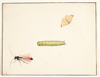 Three insect studies by Pieter Holsteijn