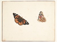 Two studies of a thistle (vanessa cardui l.) by Pieter Holsteijn
