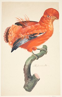 Rock cock by Johan Christian Ernst Walter 