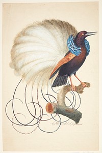 Exotic bird by Johan Christian Ernst Walter 