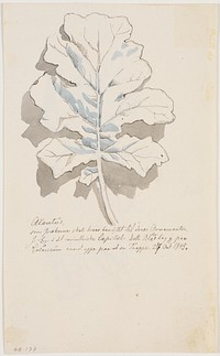 Acanthus leaf by Johan Thomas Lundbye