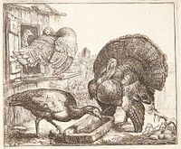 Four turkeys by Simon De Vlieger