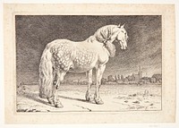 A Friesian horse by Paulus Potter
