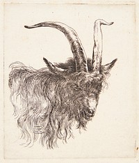 Goat's head facing right