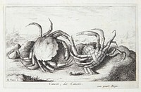 the crab (Cancer) by Albert Flamen