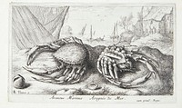 Spider crab? by Albert Flamen