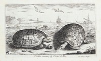 The turtle (Testudo marina) by Albert Flamen