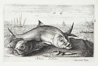 Stick herring (Alausa) by Albert Flamen