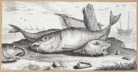 Haddock (Edefinus)