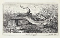 The eel (Anguilla) by Albert Flamen