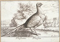 Pheasant (Phasianus)