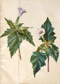 Datura stramonium (common maidenhair apple) by Maria Sibylla Merian