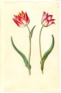 Tulipa gesneriana (garden tulip) by Maria Sibylla Merian