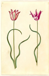 Tulipa clusiana (clusius tulip) by Maria Sibylla Merian