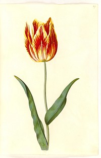 Tulipa gesneriana (garden tulip) by Maria Sibylla Merian