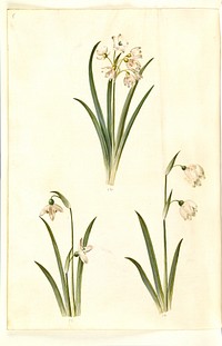 Leucojum aestivum (summer plum);Galanthus nivalis (common snowdrop);Leucojum vernum (Dorotea lily) by Maria Sibylla Merian