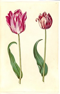 Tulipa gesneriana (garden tulip) by Maria Sibylla Merian