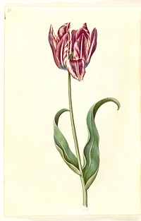 Tulipa gesneriana (garden tulip) by Maria Sibylla Merian