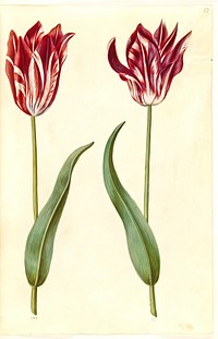 Tulipa gesneriana (garden tulip) by Maria Sibylla Merian