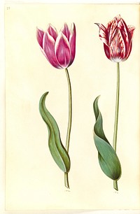 Tulipa gesneriana (garden tulip) by Maria Sibylla Merian