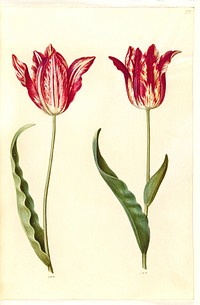 Tulipa gesneriana (garden tulip) by Maria Sibylla Merian