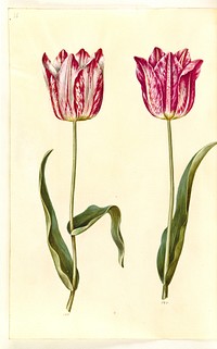 Tulipa gesneriana (garden tulip) by Maria Sibylla Merian