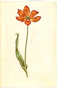 Tulipa gesneriana (garden tulip) by Maria Sibylla Merian