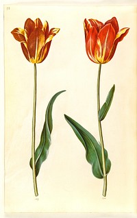 Tulipa gesneriana (garden tulip) by Maria Sibylla Merian