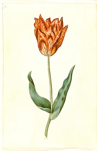 Tulipa gesneriana (garden tulip) by Maria Sibylla Merian