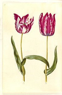 Tulipa gesneriana (garden tulip) by Maria Sibylla Merian