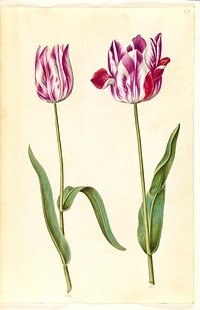 Tulipa gesneriana (garden tulip) by Maria Sibylla Merian