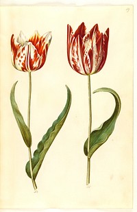 Tulipa gesneriana (garden tulip) by Maria Sibylla Merian