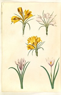 Crocus angustifolius (Balkan crocus);Crocus versicolor (alpine crocus);Crocus vernus (?) (spring crocus) by Maria Sibylla Merian