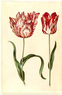 Tulipa gesneriana (garden tulip) by Maria Sibylla Merian