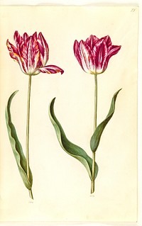 Tulipa gesneriana (garden tulip) by Maria Sibylla Merian