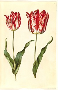 Tulipa gesneriana (garden tulip) by Maria Sibylla Merian