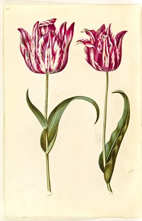 Tulipa gesneriana (garden tulip) by Maria Sibylla Merian