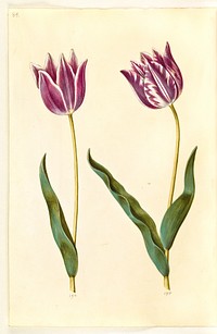 Tulipa gesneriana (garden tulip) by Maria Sibylla Merian