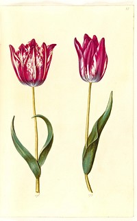 Tulipa gesneriana (garden tulip) by Maria Sibylla Merian