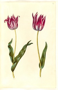 Tulipa gesneriana (garden tulip) by Maria Sibylla Merian