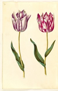 Tulipa gesneriana (garden tulip) by Maria Sibylla Merian