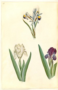 Iris persica (Persian iris);Iris lutescens or Iris pumila (?) (dwarf iris or low iris) by Maria Sibylla Merian