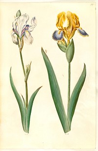 Iris pallida (pale iris);Iris variegata (variegated iris) by Maria Sibylla Merian