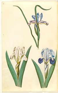 Iris graminea (grass-leaved iris);Iris lutescens or Iris pumila (?) (dwarf iris or low iris) by Maria Sibylla Merian