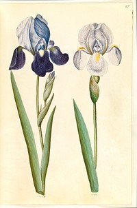 Iris ×germanica or Iris ×sambucina (?) (garden iris or shelf iris);Iris ×germanica (garden iris) by Maria Sibylla Merian