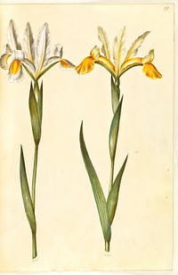 Iris xiphium, possiblyIris latifolia (?) (Spanish iris or English iris) by Maria Sibylla Merian