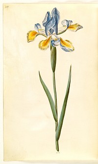 Iris xiphium (Spanish iris) by Maria Sibylla Merian