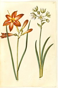 Hemerocallis fulva (brown daylily);Ornithogalum arabicum (milk star) by Maria Sibylla Merian