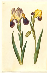 Iris ×germanica or Iris ×sambucina (garden iris or shelf iris);Iris variegata (variegated iris) by Maria Sibylla Merian